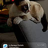 Mochi a rejoint le concours — aidez-le/la à gagner de superbes lots ! cat, blue_eyes, chair, indoor, feline, pet, relaxed, lock_screen, notification, phone_screen, houseplant, mirror, fur, whiskers, domestic_animal, resting, side_view, brown_and_white, black_tail, curious