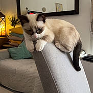 Mochi a rejoint le concours — aidez-le/la à gagner de superbes lots ! kitten, cat, siamese_cat, chair, indoor, living_room, couch, pillows, mirror, lantern, plant, curious, furniture, pet, cozy, domestic, fur, cute, resting, home