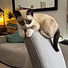 kitten, cat, siamese_cat, chair, indoor, living_room, couch, pillows, mirror, lantern, plant, curious, furniture, pet, cozy, domestic, fur, cute, resting, home