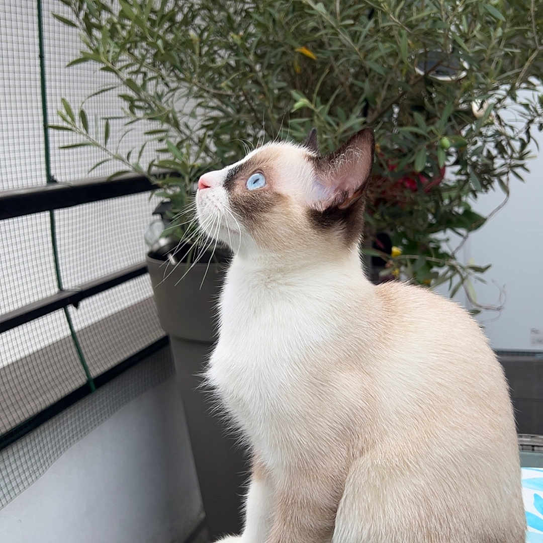 Mochi participe au concours pour gagner de l'argent avec cette photo : cat, siamese_cat, blue_eyes, sitting, table, glass_table, plant, potted_plant, balcony, outdoor, feline, pet, animal, curious, side_view, whiskers, fur, domestic_cat, nature, quiet