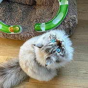 Astrow participe au concours pour gagner de l'argent avec cette photo : cat, blue_eyes, fluffy_fur, long_hair, tail, wooden_floor, pet_bed, toy_track, plastic_toy, indoor, curious, looking_up, sitting, paws, whiskers, closeup, pet, domestic_cat, playful, cozy