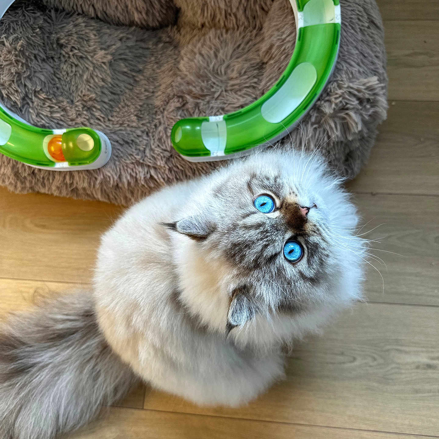 Astrow participe au concours pour gagner de l'argent avec cette photo : blue_eyes, cat, closeup, cozy, curious, domestic_cat, fluffy_fur, indoor, long_hair, looking_up, paws, pet, pet_bed, plastic_toy, playful, sitting, tail, toy_track, whiskers, wooden_floor