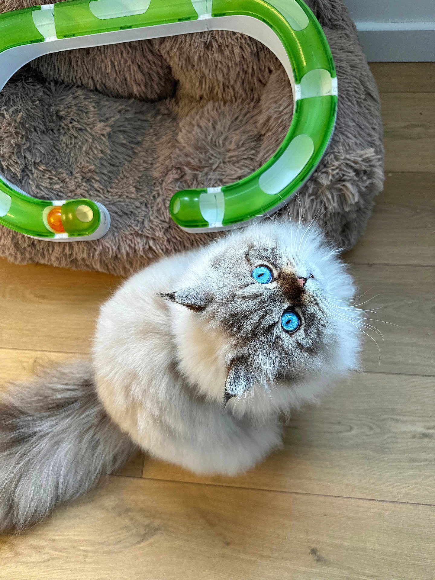 Astrow participe au concours pour gagner de l'argent avec cette photo : cat, blue_eyes, fluffy_fur, long_hair, tail, wooden_floor, pet_bed, toy_track, plastic_toy, indoor, curious, looking_up, sitting, paws, whiskers, closeup, pet, domestic_cat, playful, cozy