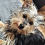 dog, wet_fur, scruffy, small_dog, indoor, lying_down, closeup, face, ears, fur, pet, animal, cute, looking_up, brown, black, soft_surface, wooden_floor, portrait, canine