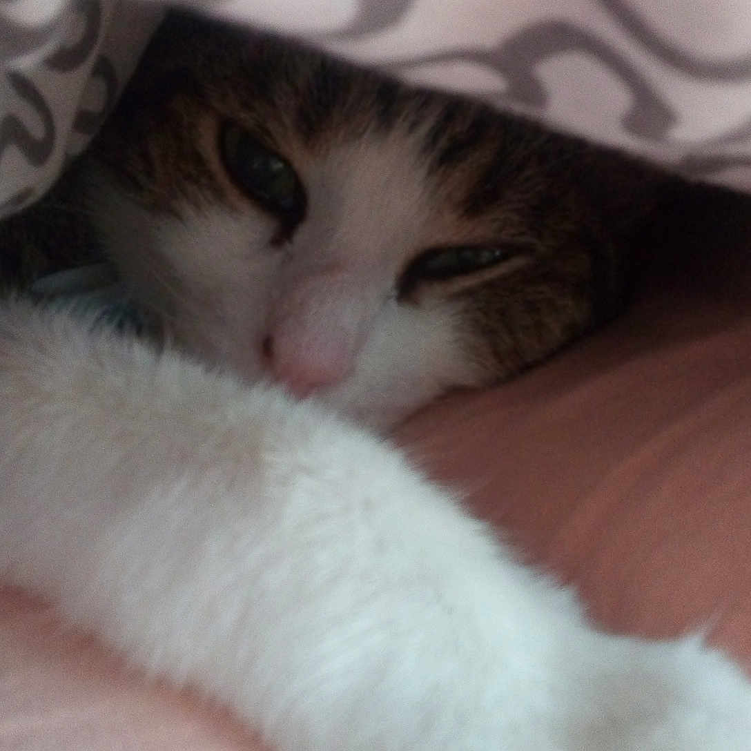 Gwispid a rejoint le concours — aidez-le/la à gagner de superbes lots ! abyssinian, animal, bed, bedroom, blanket, cat, couch, cushion, furniture, homedecor, indoors, kitten, linen, manx, person, pet, quilt, room, siamese, sleeping