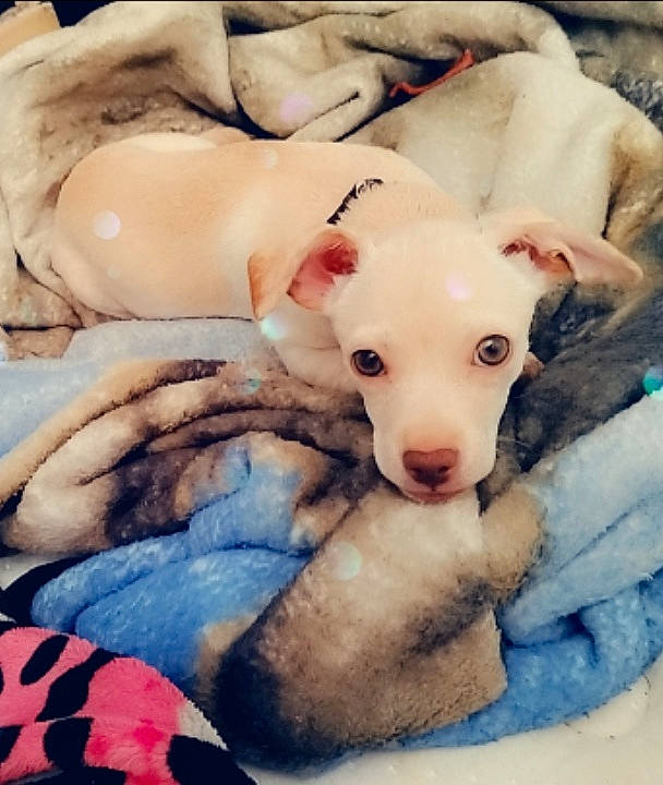 Myka joined the competition — help win amazing prizes! carnivore, comfort, companion_dog, dog, dog_breed, eyelash, fawn, fur, happy, head, jaw, selfie, snout, sporting_group, textile, toy, toy_dog, vertebrate, whiskers, working_animal