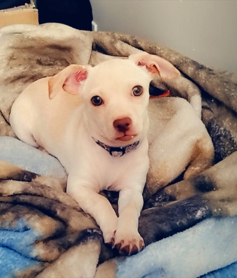 Myka is registered to the contest to win money with this photo: canidae, carnivore, cloud, comfort, companion_dog, dog, dog_breed, ear, fang, fawn, fur, happy, jaw, paw, puppy_love, snout, sporting_group, toy_dog, whiskers, working_animal