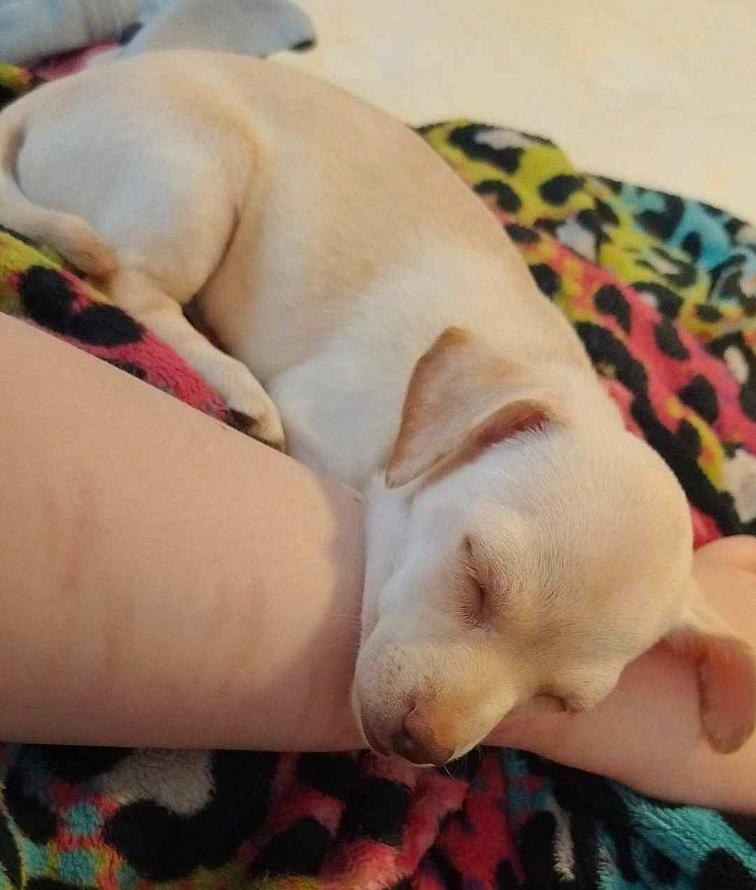 Myka is registered to the contest to win money with this photo: bed, carnivore, cloud, comfort, companion_dog, dog, dog_breed, fawn, flesh, foot, gesture, human_leg, linens, nail, paw, puppy_love, tail, toy_dog, whiskers, working_animal