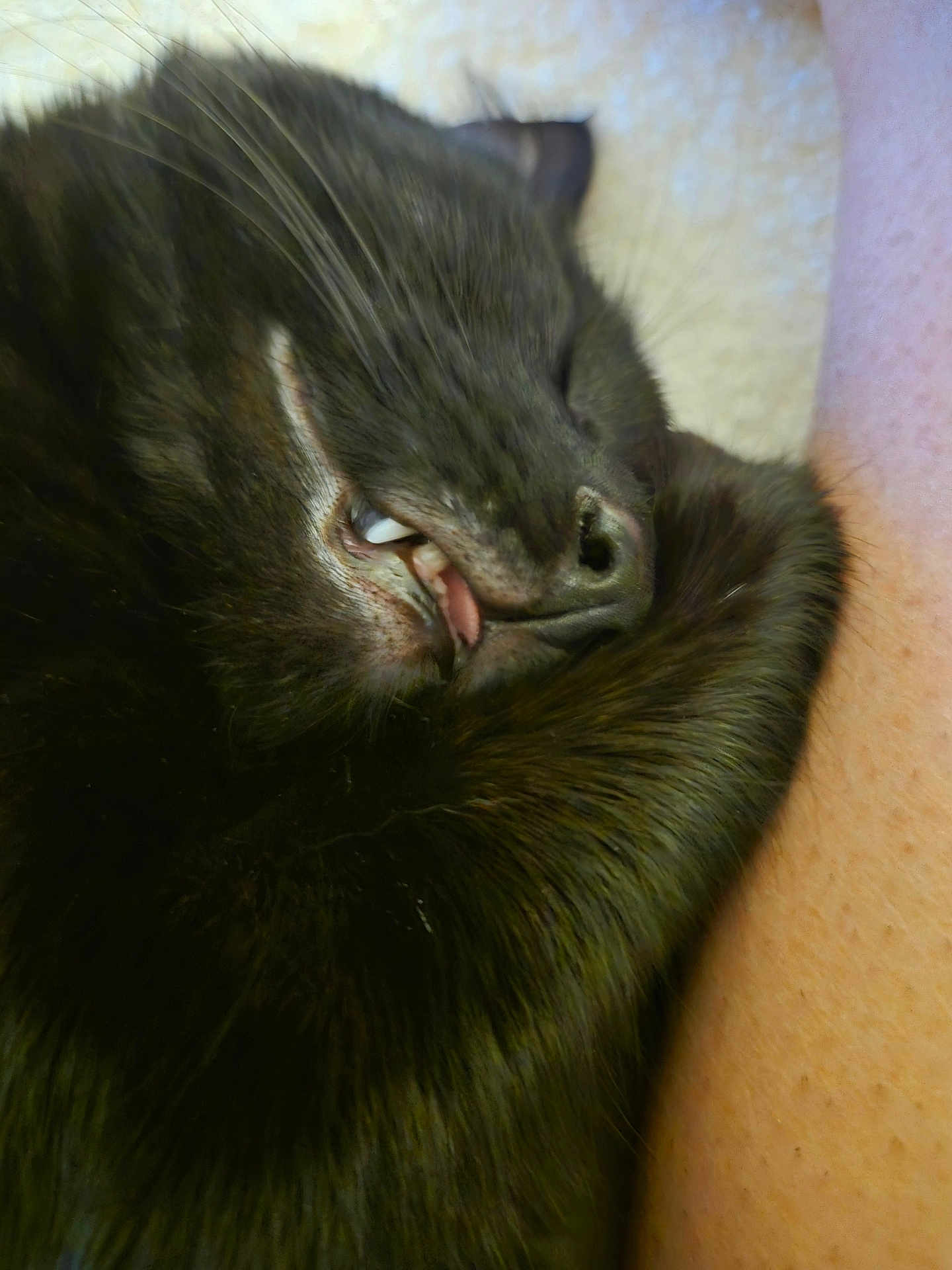 Ulyss a rejoint le concours — aidez-le/la à gagner de superbes lots ! cat, black_cat, sleeping, close_up, mouth_open, tongue, teeth, fur, whiskers, pet, animal, domestic_animal, resting, curled_up, human_arm, cozy, cute, indoor, relaxed, face