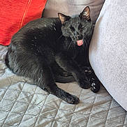 Loky participe au concours pour gagner de l'argent avec cette photo : black_cat, cat, pet, tongue_out, indoor, couch, quilted, gray, red_cushion, feline, relaxed, animal, paw, whiskers, fur, resting, home, cozy, cute, mammal
