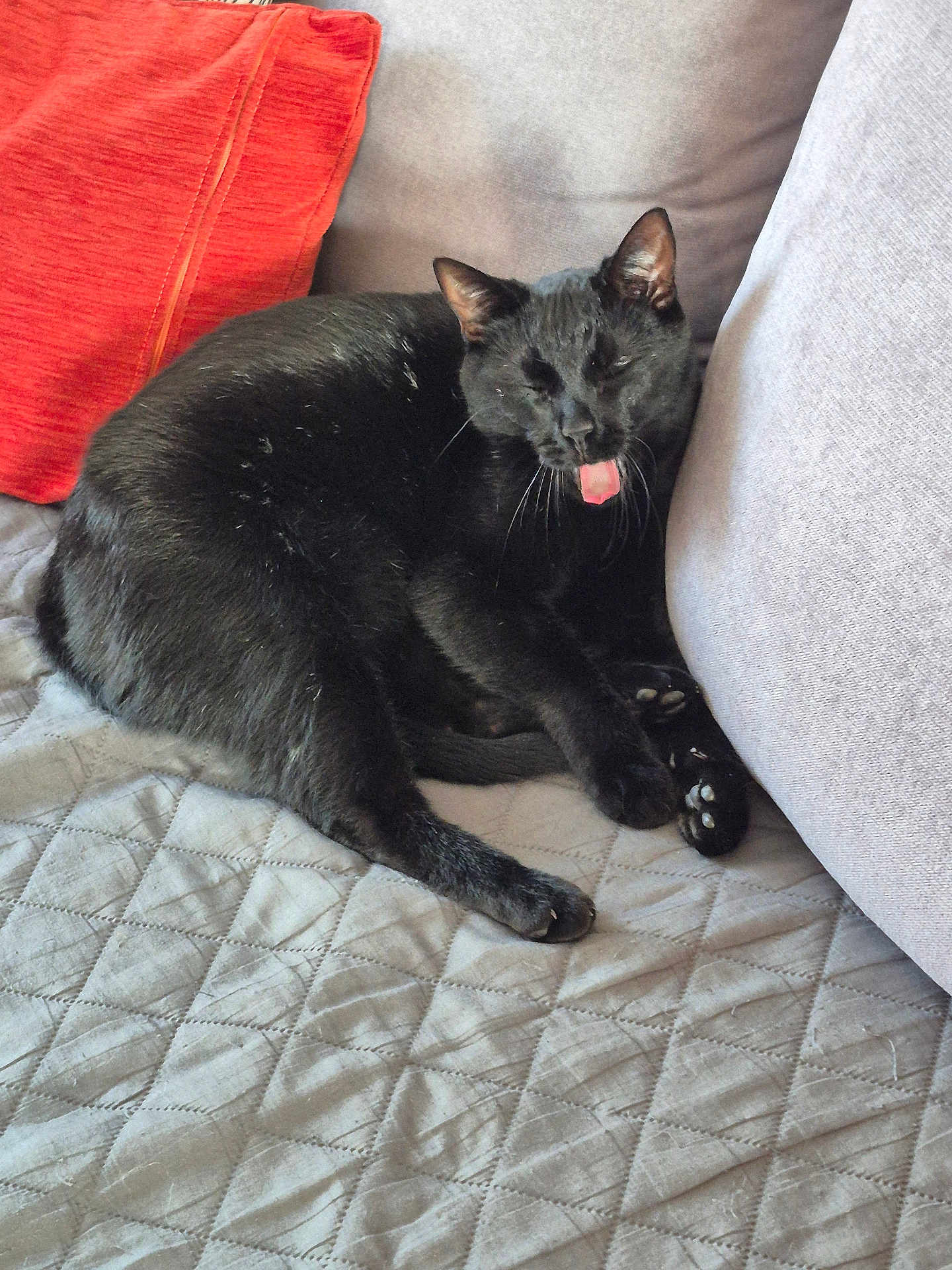 Loky participe au concours pour gagner de l'argent avec cette photo : black_cat, cat, pet, tongue_out, indoor, couch, quilted, gray, red_cushion, feline, relaxed, animal, paw, whiskers, fur, resting, home, cozy, cute, mammal