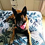 animal, bed, bedroom, blanket, cabinet, canine, couch, cushion, dog, dormroom, drawer, furniture, germanshepherd, homedecor, indoors, interiordesign, pet, puppy, quilt, room