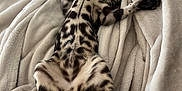 Willow a rejoint le concours — aidez-le/la à gagner de superbes lots ! animal, back, bed, blanket, bodypart, canine, cat, couch, dog, furniture, kitten, laundry, ocelot, panther, person, pet, puppy, quilt, sleeping, tiger