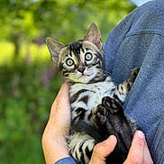 Willow participe au concours pour gagner de l'argent avec cette photo : animal, cat, closeup, cuddle, cute, eyes, fur, greenery, hands, holding, kitten, nature, outdoor, paw, person, pet, portrait, soft, tabby, young