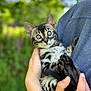 Willow a rejoint le concours — aidez-le/la à gagner de superbes lots ! animal, bengal_cat, curious, cute, domestic_cat, eyes, fur, greenery, hands, holding, kitten, mammal, nature, outdoor, person, pet, portrait, soft, whiskers, young