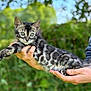 Willow participe au concours pour gagner de l'argent avec cette photo : animal, bengal_cat, blurred_background, cat, cute, ears, eyes, fur, greenery, hands, kitten, mammal, nature, outdoor, pattern, person, pet, stretching, whiskers, young