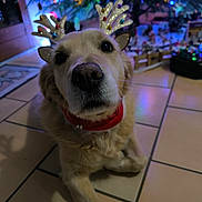 Ora participe au concours pour gagner de l'argent avec cette photo : animal, antlers, canine, celebration, christmas_tree, collar, cute, decorations, dog, festive, floor, golden_retriever, holiday, indoor, lights, pet, relaxed, seasonal, tile, winter