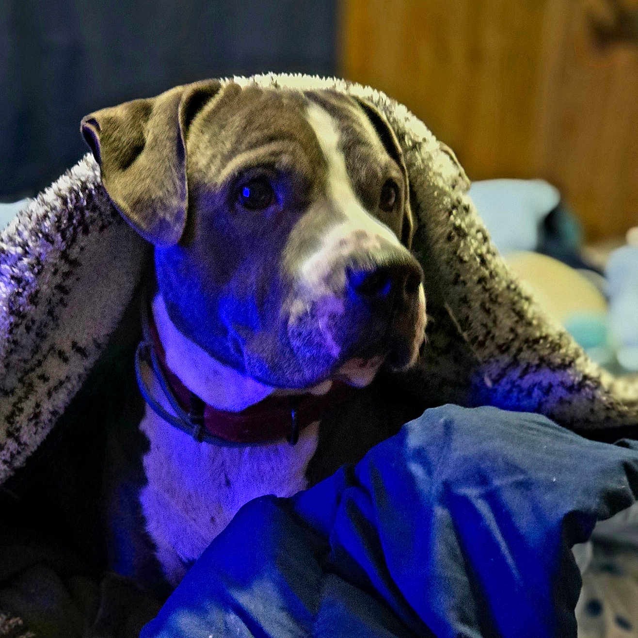Blu is registered to the contest to win money with this photo: animal, blanket, boxer, bulldog, canine, clothing, couch, cushion, dog, furniture, greatdane, homedecor, hound, labradorretriever, pants, pet, pitbull, pointer, puppy, purple
