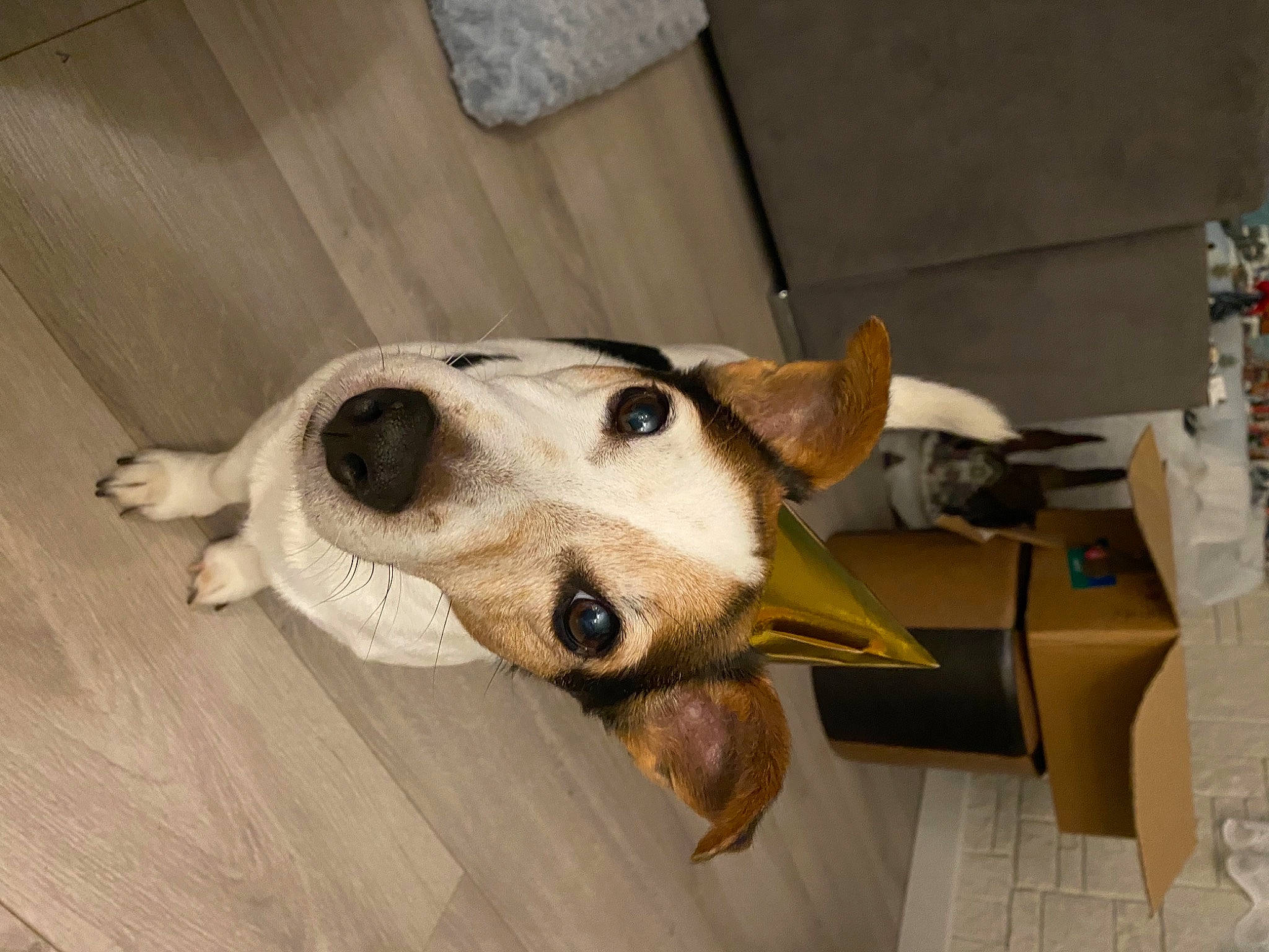 Hercule a rejoint le concours — aidez-le/la à gagner de superbes lots ! carnivore, collar, companion_dog, dog, dog_breed, dog_collar, dog_supply, fawn, flooring, fur, hardwood, jaw, paw, pet_supply, shipping_box, snout, sporting_group, whiskers, wood, working_animal