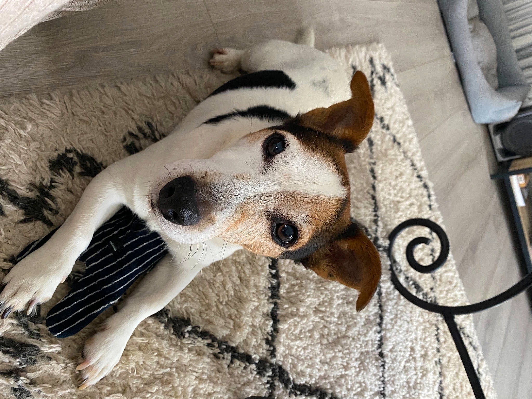 Hercule a rejoint le concours — aidez-le/la à gagner de superbes lots ! carnivore, collar, companion_dog, dog, dog_breed, dog_supply, eye, fawn, fur, giraffe, giraffidae, mammal, metal, pet_supply, snout, sporting_group, terrestrial_animal, vertebrate, whiskers, working_animal