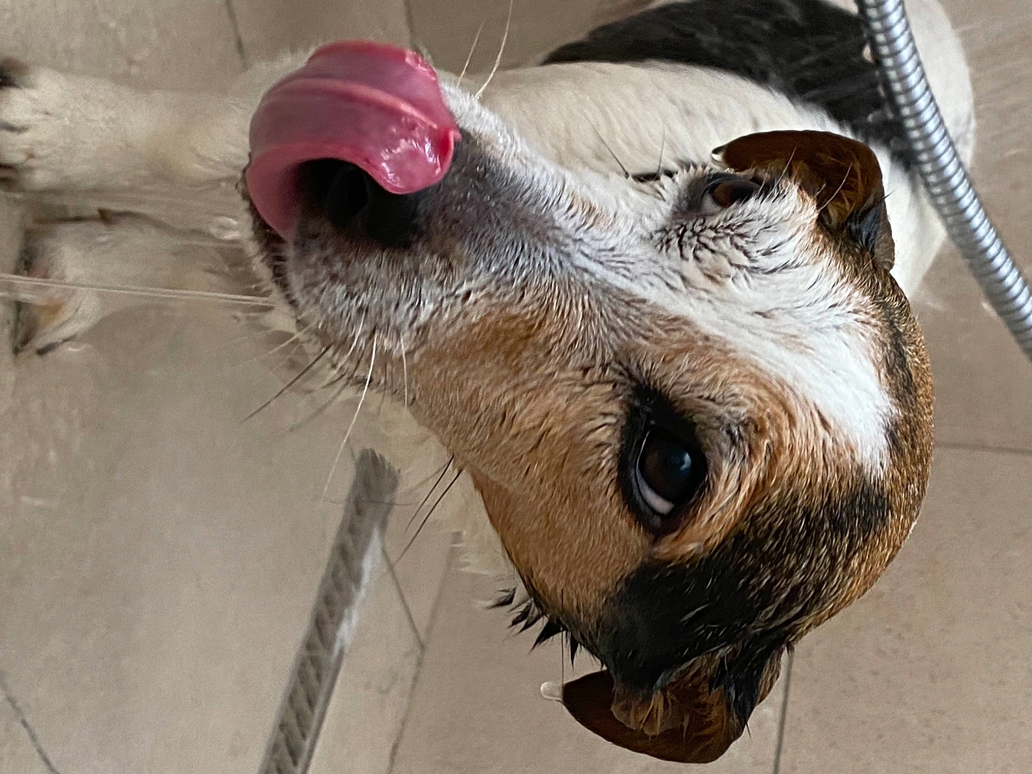 Hercule a rejoint le concours — aidez-le/la à gagner de superbes lots ! canidae, carnivore, companion_dog, dog, dog_breed, dog_supply, ear, eye, fang, fawn, felidae, fur, liver, pet_supply, snout, sporting_group, terrestrial_animal, toy_dog, whiskers, working_animal