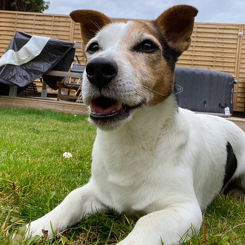 Hercule participe au concours pour gagner de l'argent avec cette photo : canidae, carnivore, cloud, collar, companion_dog, dog, dog_breed, dog_collar, fang, fawn, grass, plant, sky, sporting_group, tent, terrestrial_animal, terrier, whiskers, working_animal, working_dog