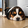 puppy, dog, sleeping, tile_floor, indoors, closeup, cute, pet, animal, resting, small, young, beagle, nose, ears, paws, home, cozy, peaceful, adorable