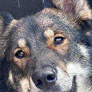 Nakita-Astro joined the competition — help win amazing prizes! dog, close_up, animal, pet, face, fur, smile, teeth, ears, canine, friendly, portrait, muzzle, expression, outdoor, brown, black, white, cute, happy