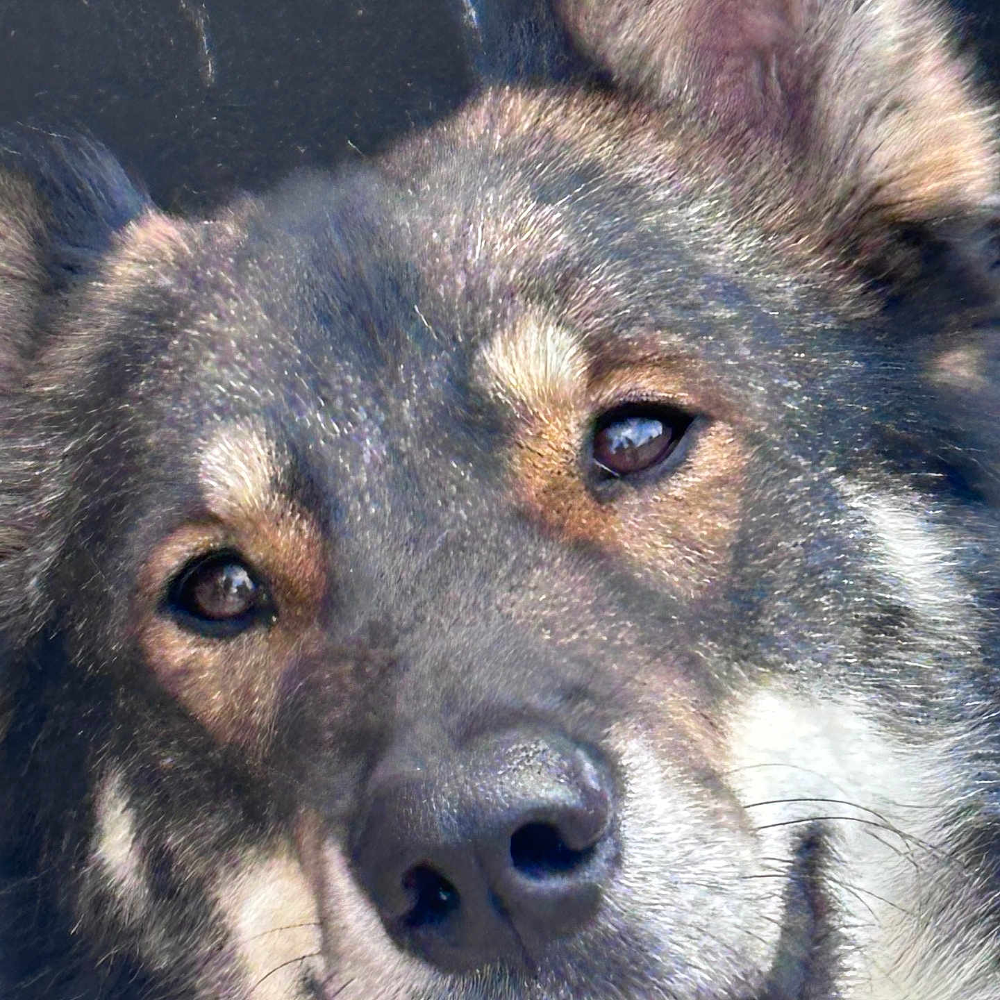 Nakita-Astro joined the competition — help win amazing prizes! dog, close_up, animal, pet, face, fur, smile, teeth, ears, canine, friendly, portrait, muzzle, expression, outdoor, brown, black, white, cute, happy