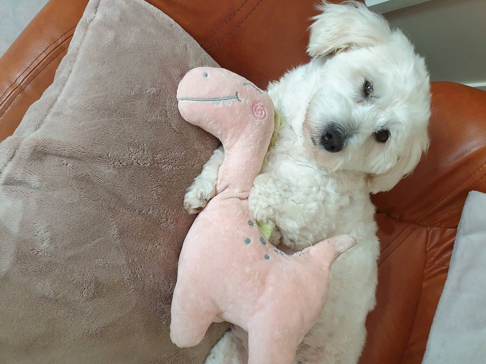 Raya participe au concours pour gagner de l'argent avec cette photo : baby_toys, bichon, canidae, carnivore, comfort, companion_dog, dog, dog_breed, fur, linens, non_sporting_group, plush, room, sporting_group, stuffed_toy, toy, toy_dog, working_animal
