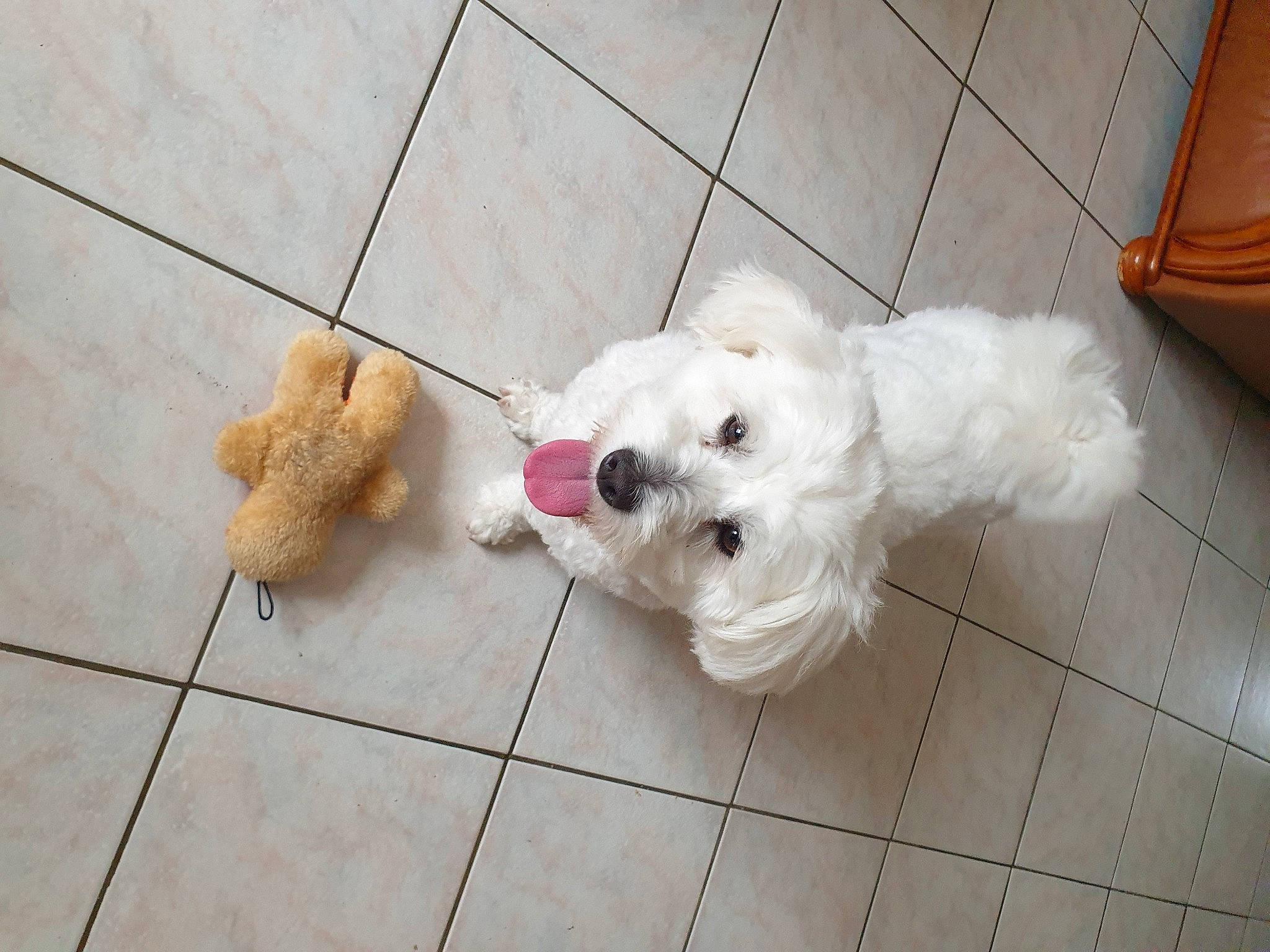 Raya a rejoint le concours — aidez-le/la à gagner de superbes lots ! carnivore, companion_dog, dog, dog_breed, dog_supply, fawn, floor, flooring, fur, hardwood, poodle_crossbreed, small_terrier, snout, tail, terrier, tile_flooring, toy, toy_dog, wood, working_animal