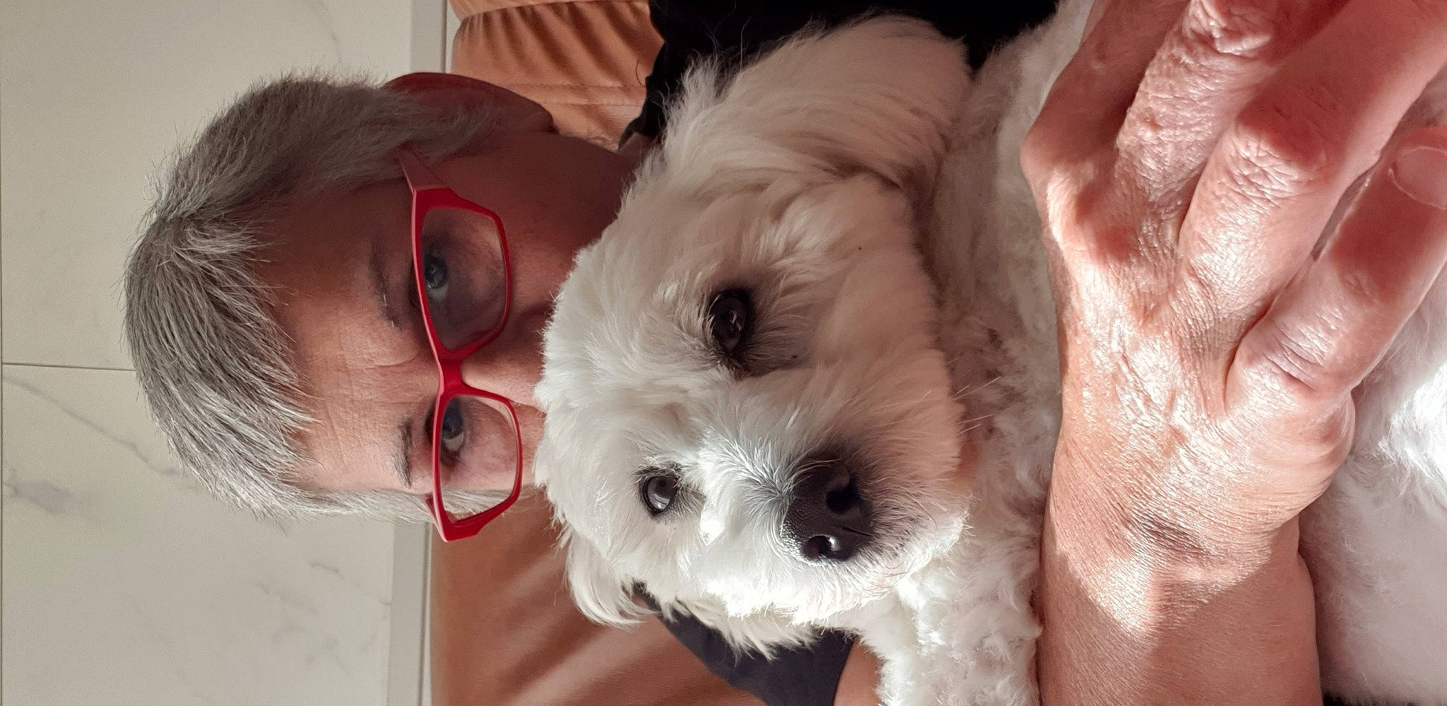 Raya participe au concours pour gagner de l'argent avec cette photo : canidae, carnivore, companion_dog, dog, dog_breed, ear, eye, eyewear, fur, maltepoo, mammal, nose, small_terrier, snout, sporting_group, sunglasses, terrier, toy_dog, vision_care, working_animal