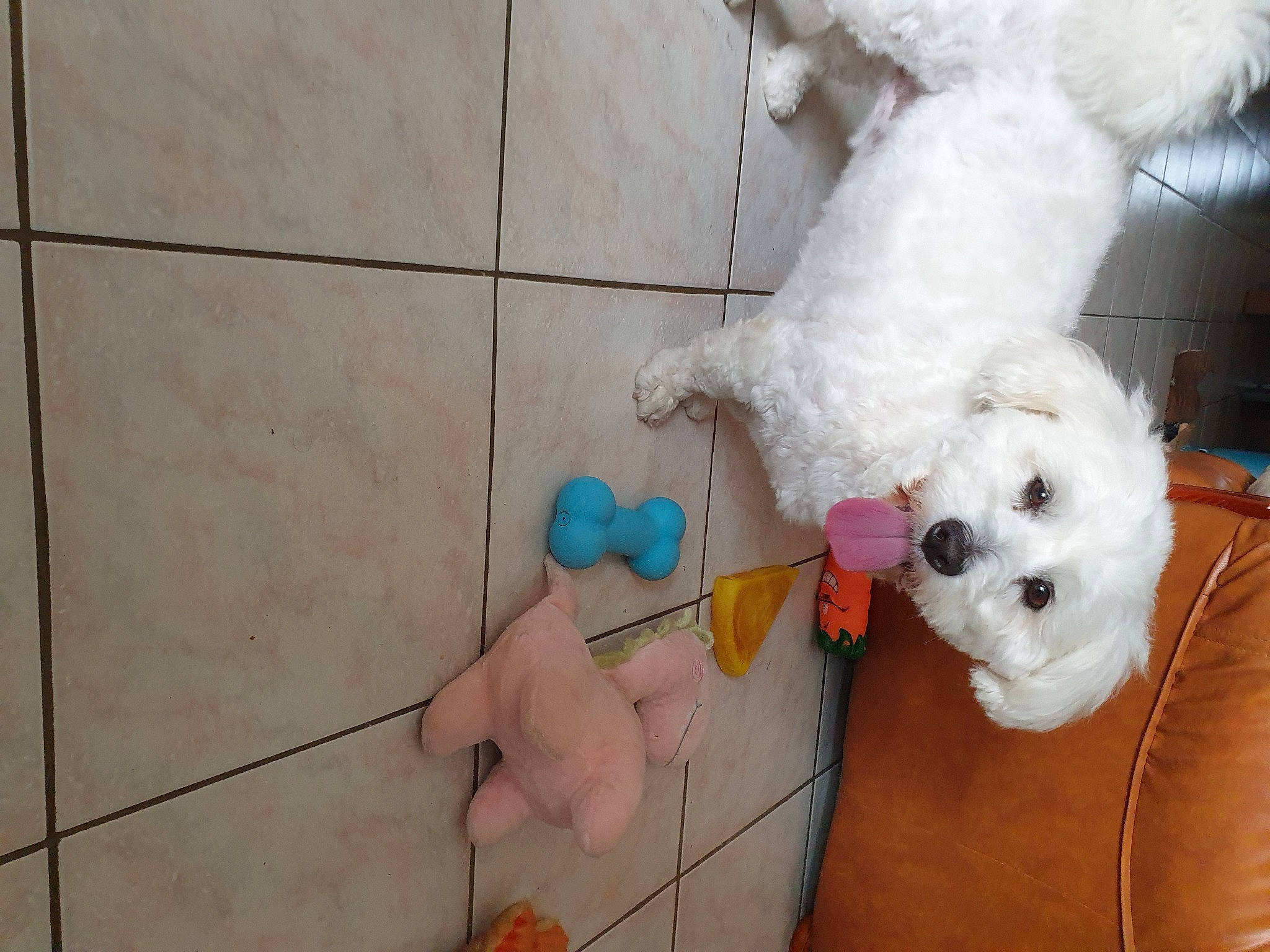 Raya a rejoint le concours — aidez-le/la à gagner de superbes lots ! art, baby_toys, canidae, companion_dog, dog_breed, flooring, fur, non_sporting_group, plush, room, stuffed_toy, tail, teddy_bear, tile_flooring, toy, visual_arts, winter, wood