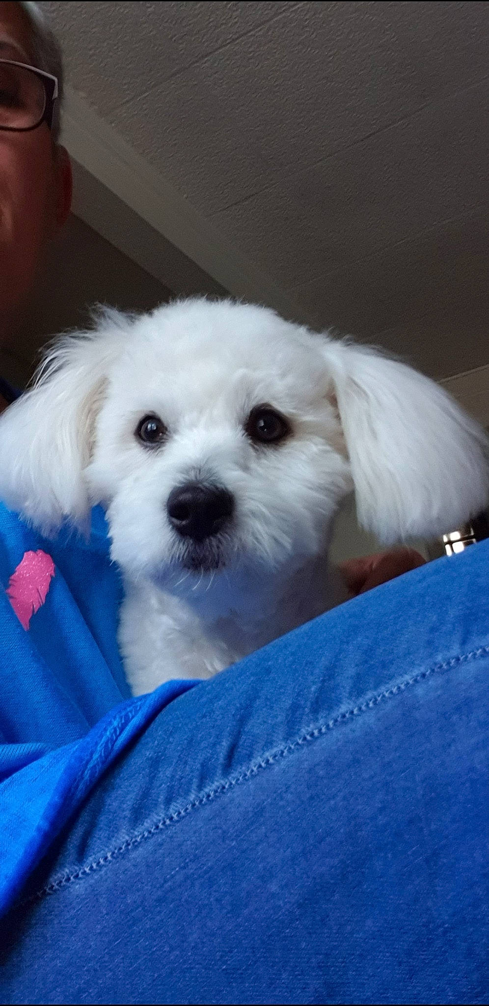 Raya participe au concours pour gagner de l'argent avec cette photo : canidae, carnivore, cockapoo, companion_dog, dog, dog_breed, electric_blue, firefighter, fur, labradoodle, poodle, puppy_love, shih_poo, small_terrier, snout, sporting_group, terrier, toy_dog, water_dog, working_animal