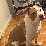 Charley is registered to the contest to win money with this photo: animal, brown_and_white, calm, canine, companion, dog, domestic, ears, flooring, furniture, household, indoor, mirror, pet, portrait, quiet, reflection, sitting, wall, wooden_floor