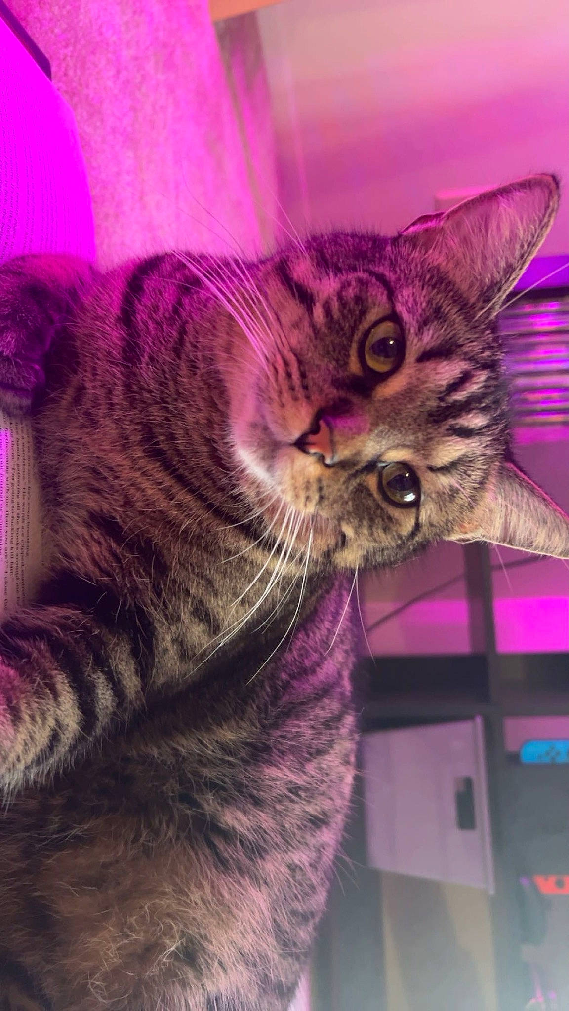 Dimitri is registered to the contest to win money with this photo: carnivore, cat, claw, domestic_short_haired_cat, felidae, fur, gesture, magenta, paw, purple, small_to_medium_sized_cats, snout, tail, whiskers, wildlife