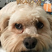 Tykhe is registered to the contest to win money with this photo: accessory, bored, brown_eyes, celebration, close_up, crown, cute, dog, eyes, face, fluffy, furry, gift_wrap, indoor, muzzle, nose, pet, portrait, tiara, whiskers