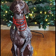 Jolene joined the competition — help win amazing prizes! dog, christmas_tree, holiday, beads, decorations, lights, pine_cones, wooden_floor, indoor, pet, sitting, brown, black, white, festive, portrait, animal, christmas, tree_stand, calm