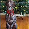 dog, christmas_tree, holiday, beads, decorations, lights, pine_cones, wooden_floor, indoor, pet, sitting, brown, black, white, festive, portrait, animal, christmas, tree_stand, calm