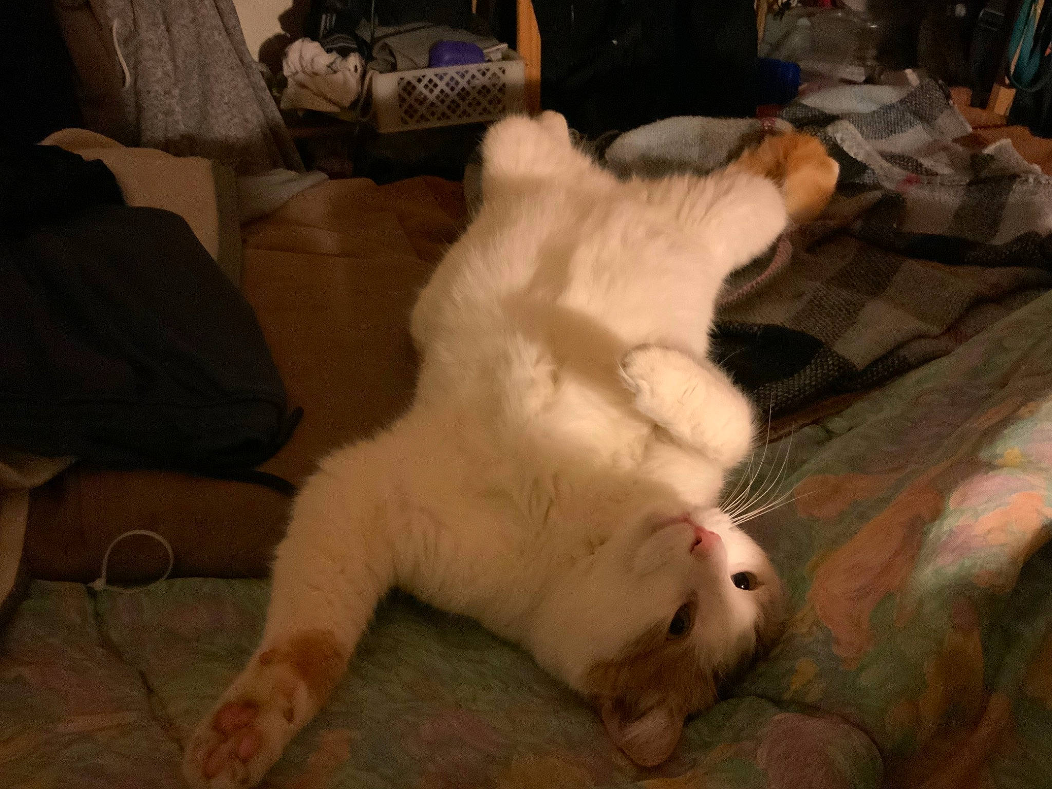 Nougat participe au concours pour gagner de l'argent avec cette photo : cat, claw, comfort, companion_dog, dog_breed, domestic_short_haired_cat, fawn, felidae, flooring, foot, fur, hardwood, paw, room, small_to_medium_sized_cats, snout, tail, terrestrial_animal, whiskers, wood