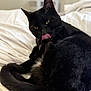 bed, black_cat, cat, close_up, cozy, curled_tail, domestic, ears, fur, green_eyes, indoor, kitten_like, pet, portrait, relaxed, sleepy, soft_focus, tongue_out, whiskers, white_bedding