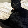 bed, bedding, black_cat, blanket, cat, close_up, collar, cozy, curled_tail, domestic_animal, ears, fur, green_eyes, indoor, pet, portrait, relaxed, resting, sleepy, whiskers