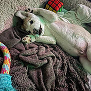 Roman joined the competition — help win amazing prizes! puppy, dog, white_dog, bed, blanket, blanket_bed, rubiks_cube, plush_toy, rope_toy, paw, paws_up, fur, nose, mouth, teeth, ear, cozy, indoor, relaxed, cute