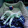 blanket, blue_blanket, books, cozy, dog, ear, fur, indoor, nose, paws, pet_bed, plaid_blanket, plush_bed, puppy, resting, rubiks_cube, shelf, sleeping, toy, wooden_floor