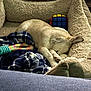 blanket, bookshelf, cozy, curled_up, dog, dog_bed, fur, furniture, indoor, nap, paw, pet, plaid_blanket, plush_bed, resting, rope_toy, rubiks_cube, sleeping_dog, soft_bedding, toy