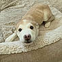 bed, bedding, beige, blanket, closeup, cozy, cute, dog, eyes, floor, fur, home, indoor, looking_up, nose, paw, pet_bed, portrait, puppy, tan