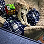 bed, bedding, blanket, blue_blanket, cozy, cushion, cute, dog, face, fur, indoor, looking_at_camera, nose, paw, pet, plush_toy, puppy, rubiks_cube, small_dog, toy