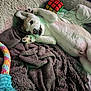 Roman is registered to the contest to win money with this photo: puppy, dog, white_dog, bed, blanket, blanket_bed, rubiks_cube, plush_toy, rope_toy, paw, paws_up, fur, nose, mouth, teeth, ear, cozy, indoor, relaxed, cute