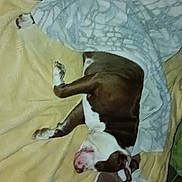 Duchess Marie joined the competition — help win amazing prizes! animal, beagle, bed, blanket, bodypart, bulldog, canine, cat, couch, dog, finger, furniture, hand, homedecor, hound, linen, person, pet, pitbull, puppy