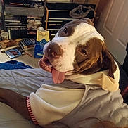 Duchess Marie is registered to the contest to win money with this photo: bed, books, boots, brown, canine, carpet, clutter, dog, furniture, happy, hoodie, indoor, pet, pet_food, playful, relaxed, room, smiling, tongue_out, white